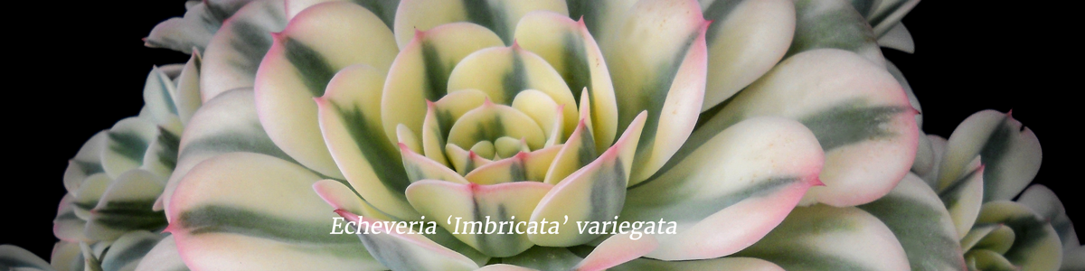 Echeveria-'Imbricata'-variegata