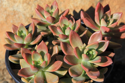 Garden Music™ Senecio rowleyanus “String of Pearls”