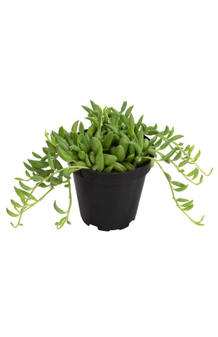 Garden Music™ Senecio rowleyanus “String of Pearls”