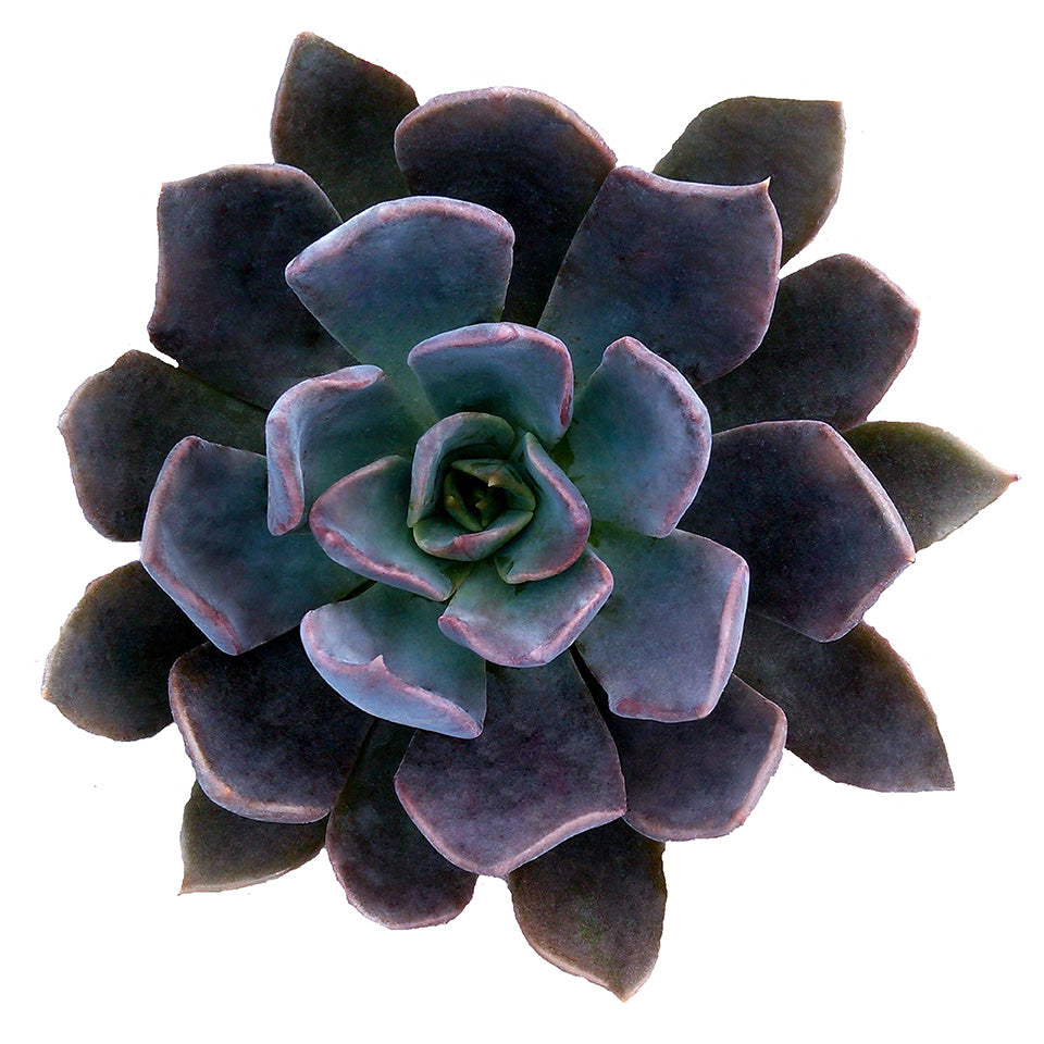 Echeveria Dark Moon Us Pp28 685 Altman Plants