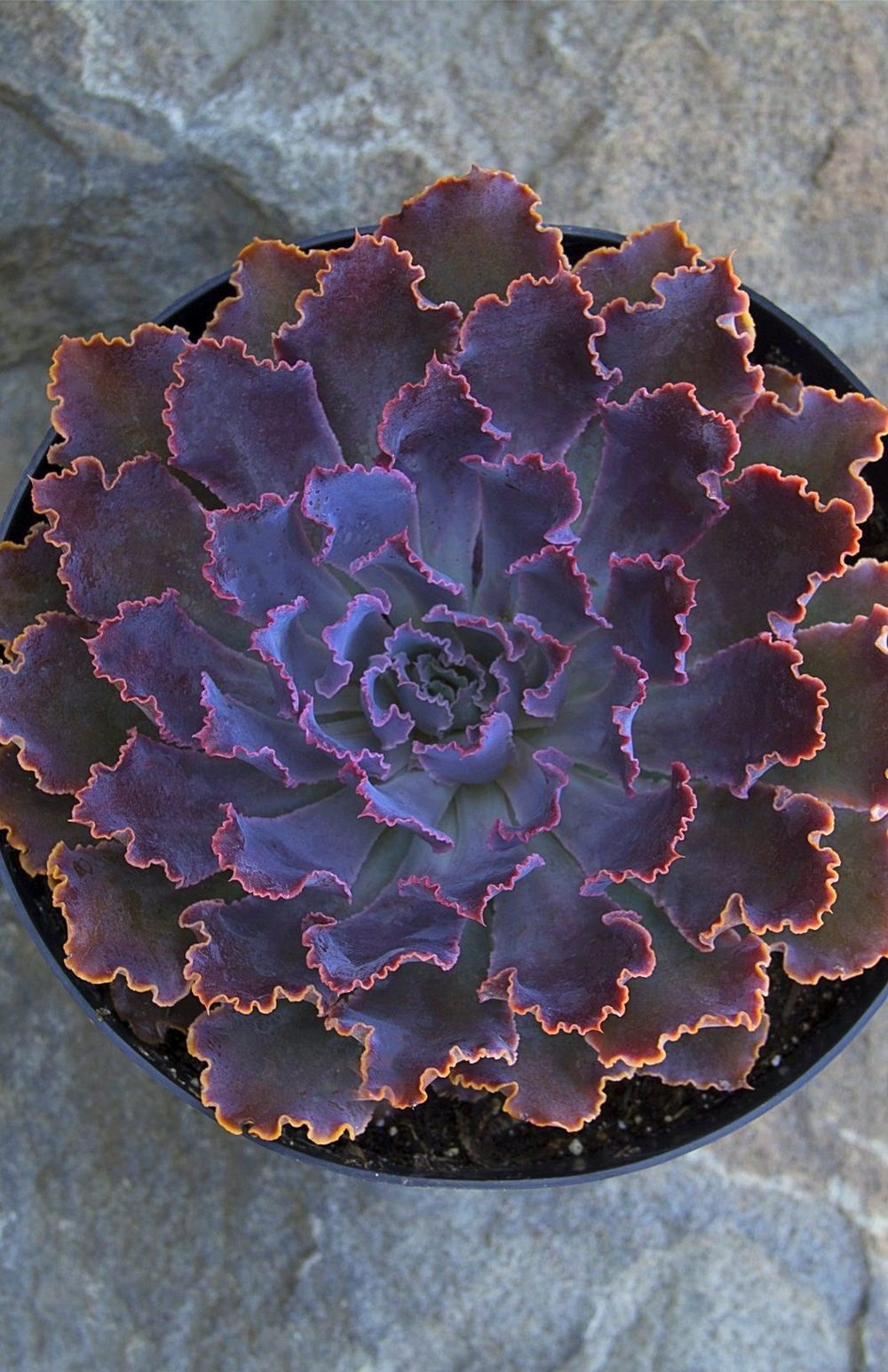 Echeveria ‘Neon Breakers’ USPP21,406 – Altman Plants