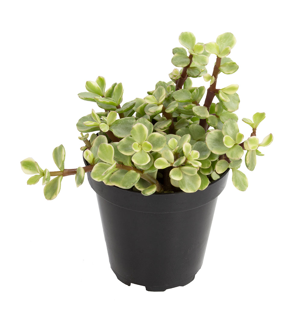 Portulacaria afra ‘Variegata’ “Rainbow Elephant Bush” – Altman Plants