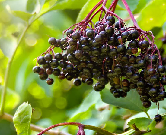 Elderberry Fruit