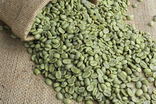 Chicco di caffè verde con acidi clorogenico per sostenere la perdita di peso