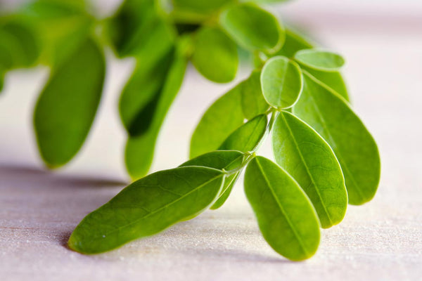 Feuille de Moringa