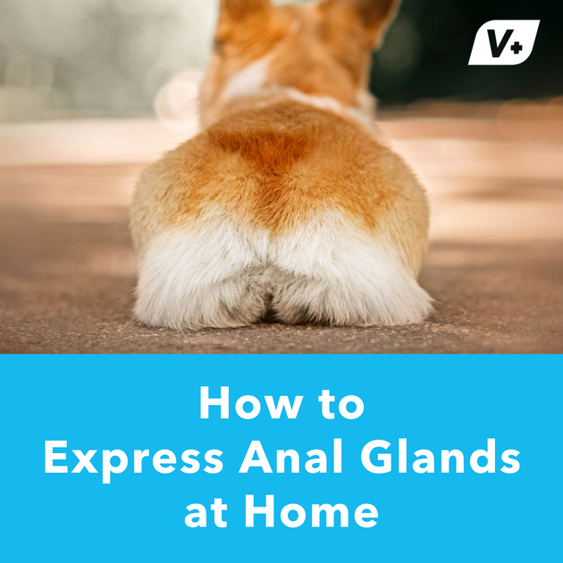 How To Express Anal Glands At Home Vetnique Labs 7940
