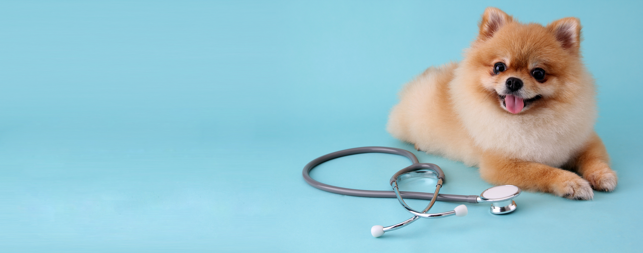 Pomeranian dog sitting beside a veterinarian's stethoscope with a light blue background.