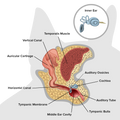 dog ear anatomy