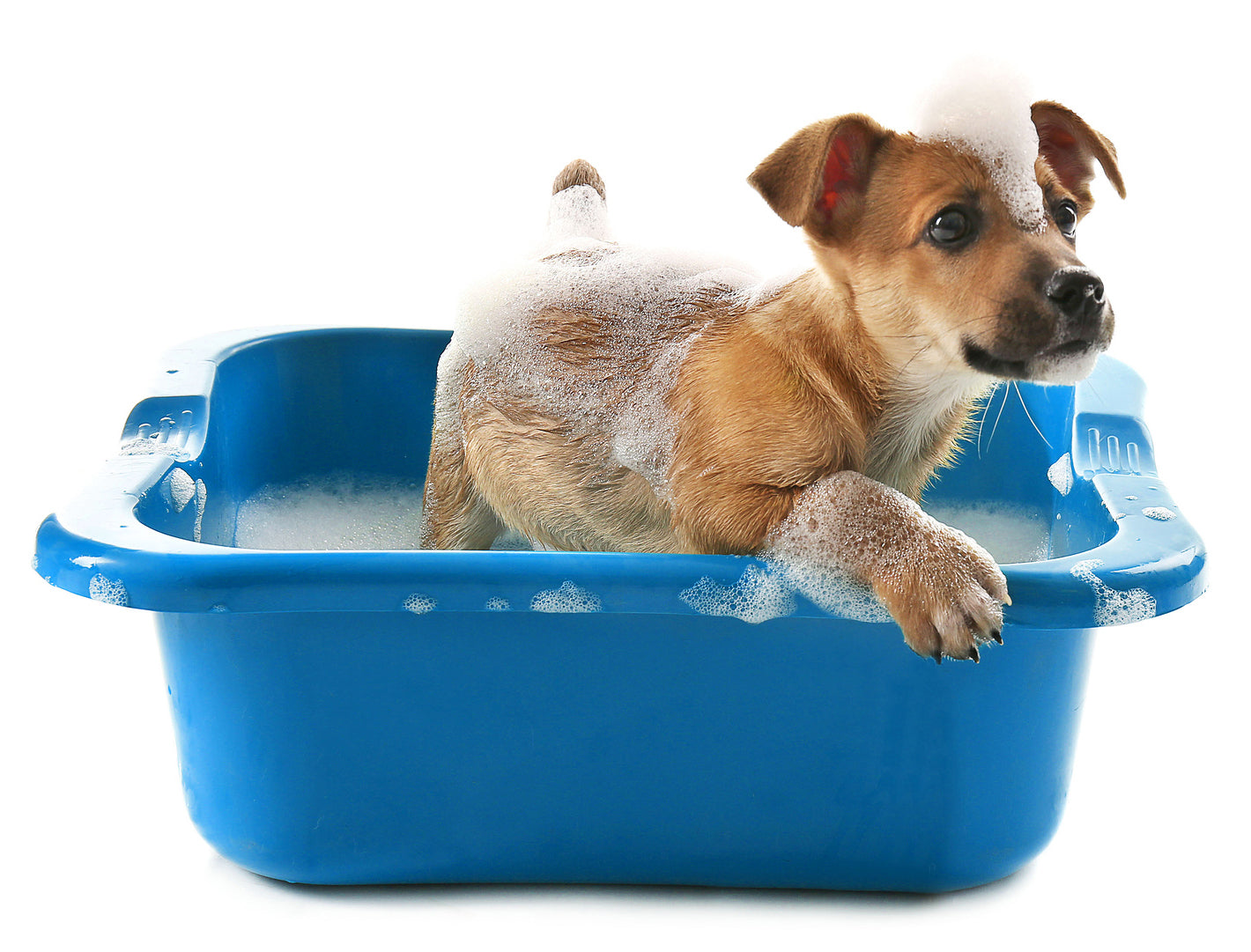How to give dog bath at home