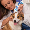 Veterinarian inserting an Oticbliss ear flush bottle tip into the ear of a Corgi dog.