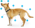 Full body profile of a tan and white dog with number icons identifying different body parts supported by Vetnique products.