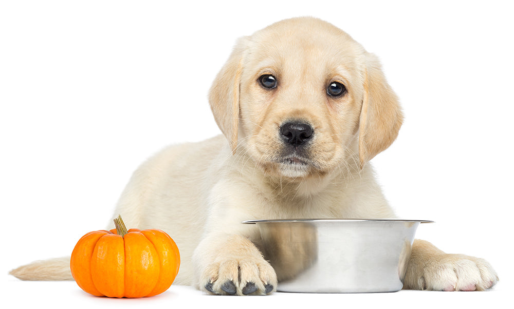 how much canned pumpkin do you give a puppy