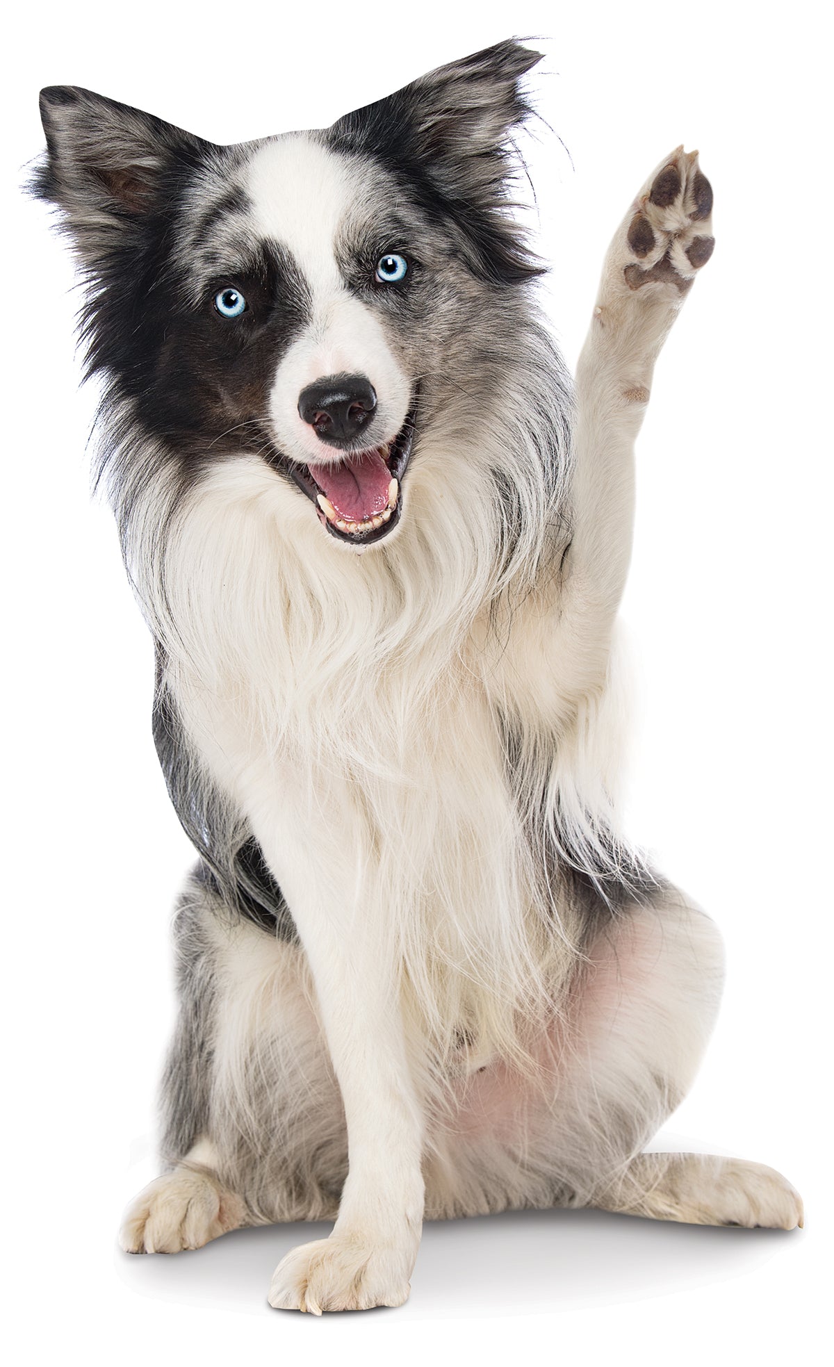 Image of a veterinarian holding a skin and coat supplement treat to encourage her dog patient to 'shake' in a clinic setting.