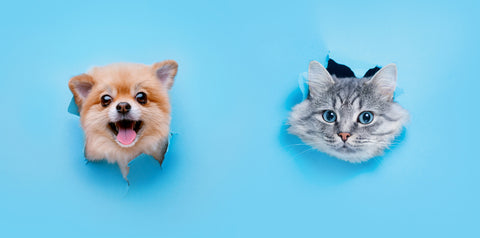 Pomeranian dog's head and gray cat's head tearing through a blue paper barrier in the foreground as if to say, "peek-a-boo!"