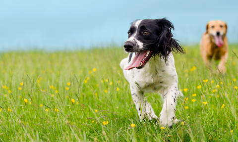 Black and white dog running happily through a grassy field with small yellow flowers as another dog runs behind him.