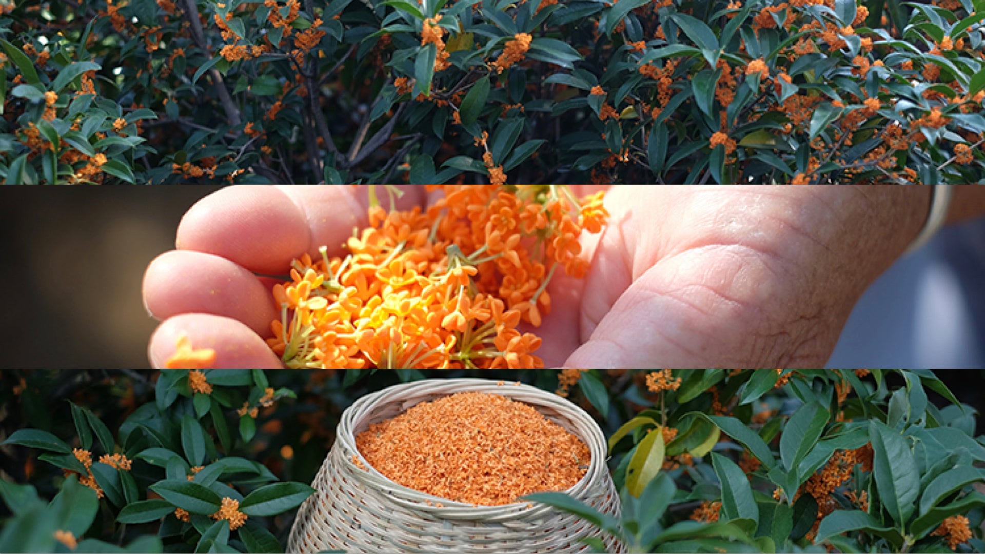 Osmanthus Rain Tea Incense