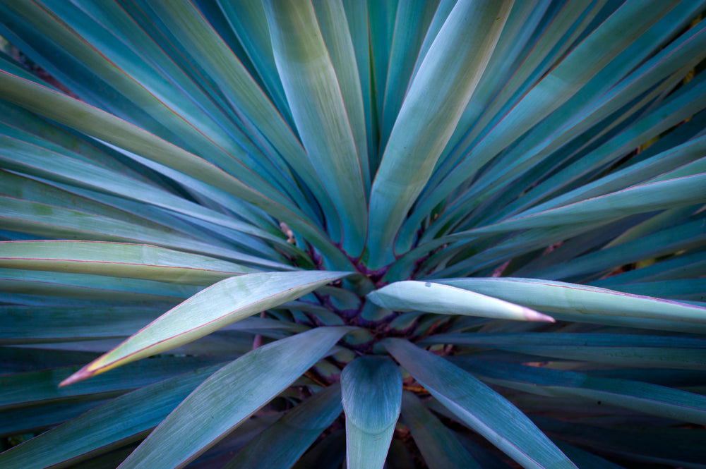 The blue Agave plant