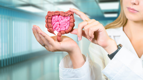 Woman in doctor's coat holding up a small clay model of a digestive system in her palm