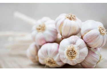 prebiotic-vegetables-garlic-sungenomics