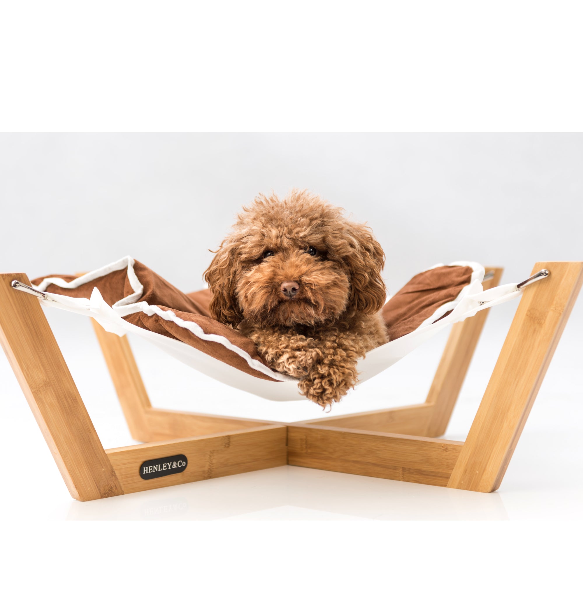 dog hammock bed