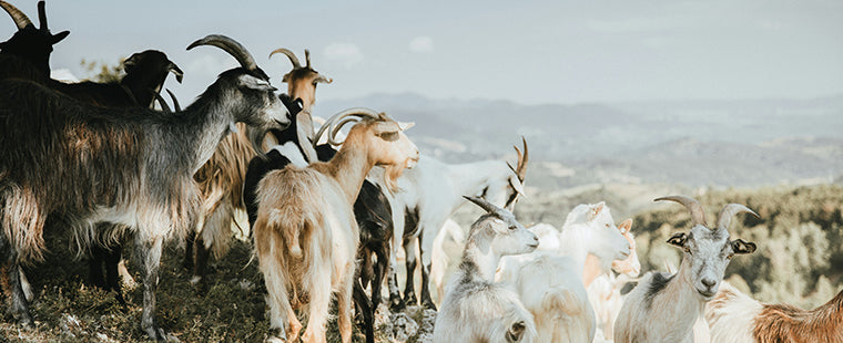 Chèvres en Éthiopie