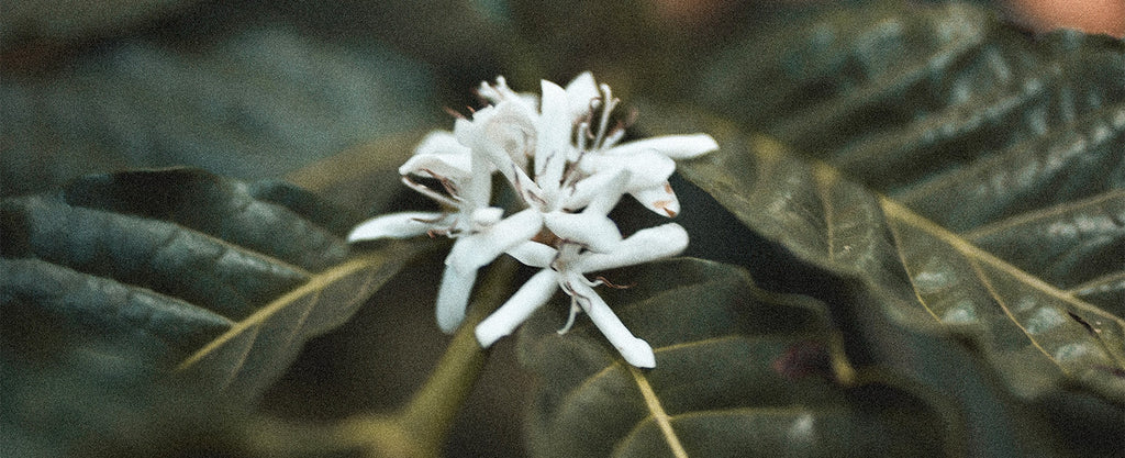 Fleur de Café Arabica