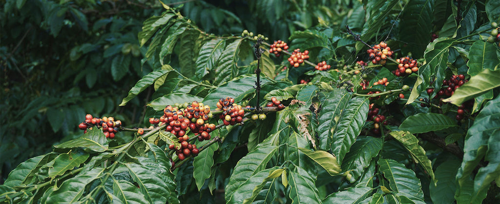 Espèce Café Arabica Robusta