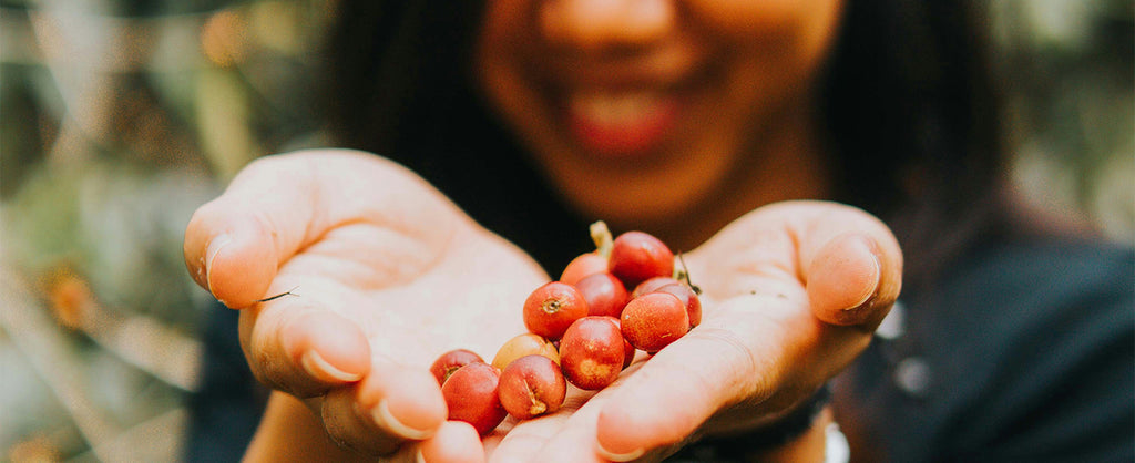 Variétés Cerises Café