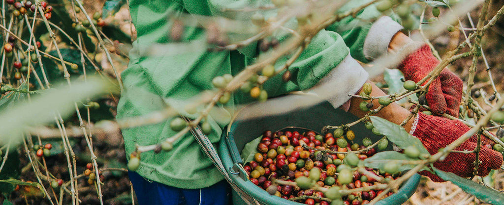 Cueillette des cerises de café