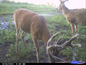 trail cam deer