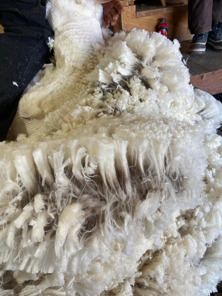 REAL FLEECE is grown by SHEEP! This Fleece from PM Ranch in Minnesota, Proprietor and WeatherWool Advisor Bob Padula