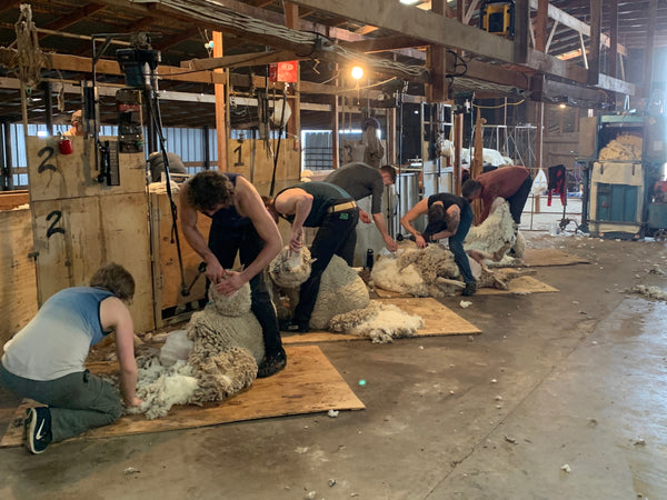 WeatherWool is proud to work with the Jones Ranch of New Mexico and the Debouillet Breed of Sheep the Jones Family has developed on their own land during a century of careful breeding.