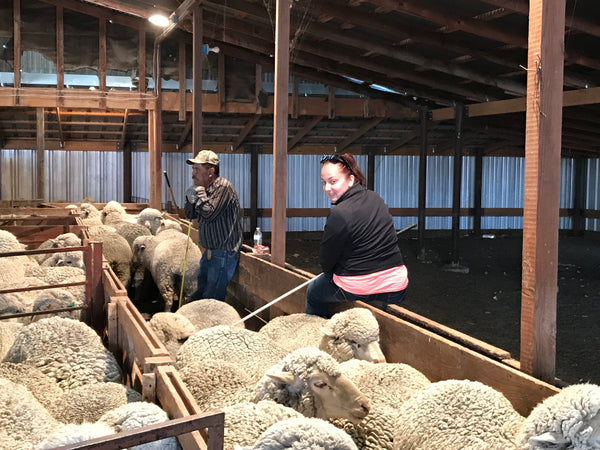 WeatherWool is proud to work with the Jones Ranch of New Mexico and the Debouillet Breed of Sheep the Jones Family has developed on their own land during a century of careful breeding.