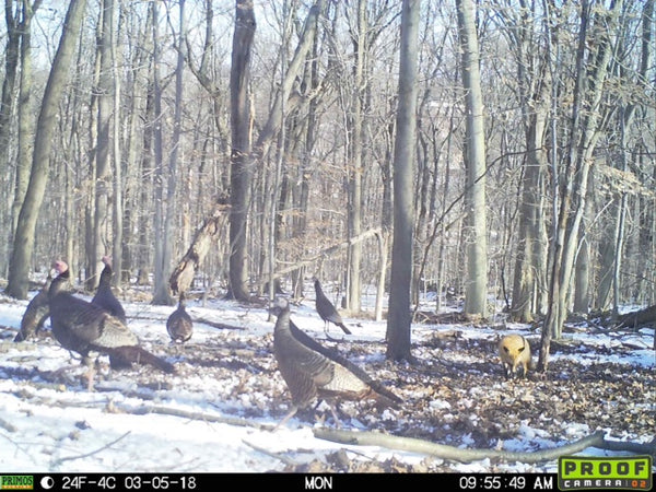 Turkeys are not afraid of this North Jersey Red Fox