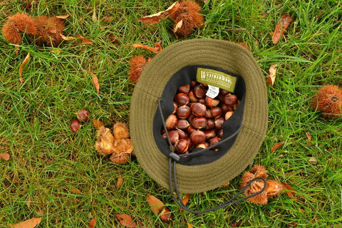 WeatherWool Boonie Hat in Solid Drab Color used as a foraging basket for edible Chestnuts