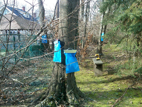 We make maple syrup at WeatherWool Headquarters here in South Orange, New Jersey