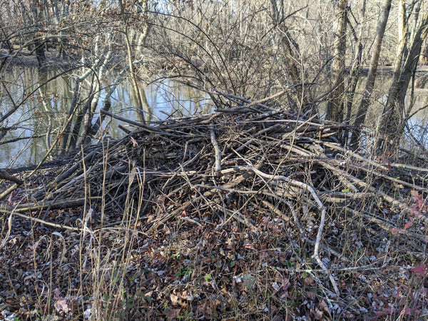 Beaver Lodge on the bank of the Rockaway River at THE SWAMP, where we do a lot of testing and photographing of WeatherWool