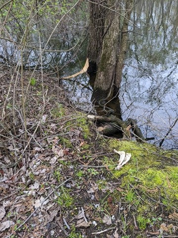 WeatherWool frequently tests and shoots photos/videos at The Swamp. Here, a beaver has made a spring meal of some tree bark and a whitetail deer evidently perished very recently