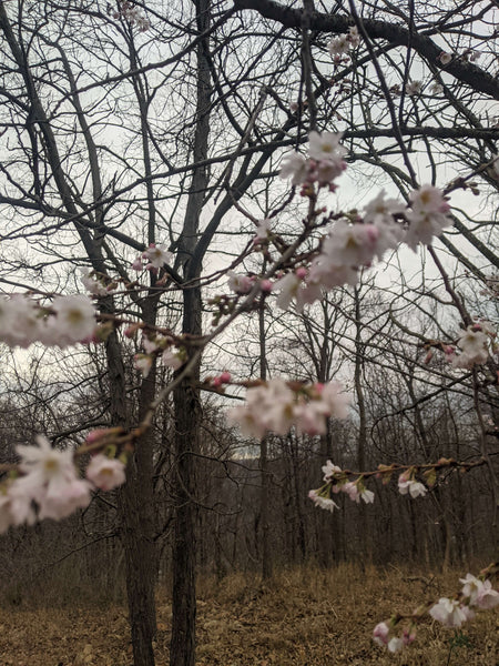Nature Appreciation is a big part of what led us to found WeatherWool. So seeing cherry blossoms in bloom in December, 4 or 5 months earlier than usual, was a kick!!