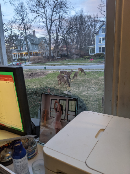 Deer seen from the window of the office at WeatherWool Headquarters in South Orange, New Jersey, 10 miles from Times Square, NYC