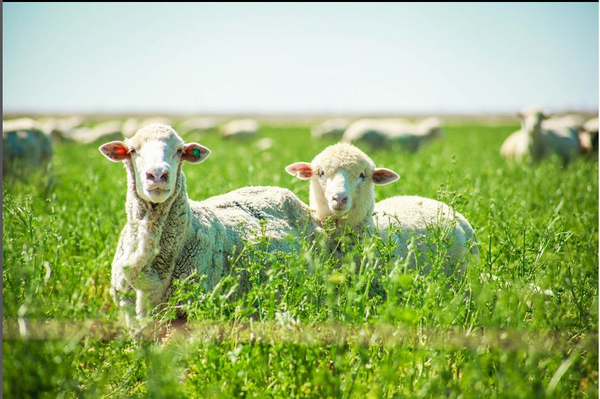 WeatherWool appreciates this Instagram post from Experience Wool (SheepUSA.org), which describes how environmentally friendly wool is.