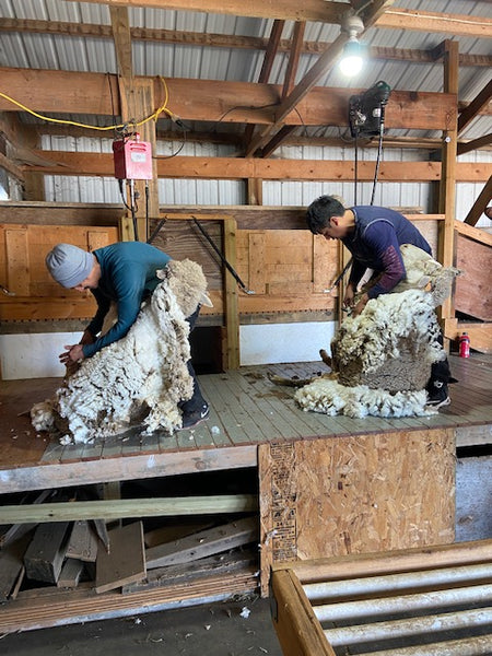 Shearing for WeatherWool garments ... WeatherWool Advisor Bob Padula, owner of PM Ranch in Minnesota, is a breeder of breeding-stock sheep, an international sheep and wool Consultant, and the main person who has always guided WeatherWool purchases of raw wool since before we made our first Fabric.