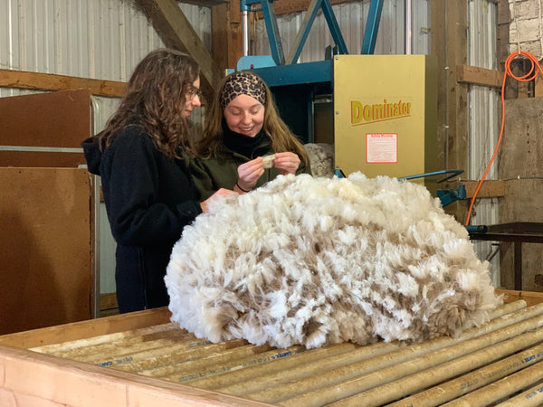 Shearing in March 2020 at PM Ranch, owned by WeatherWool Advisor Bob Padula.  We plan to make WeatherWool garments from this wool before 2021. Helping out are his daughters (who have both raised their own prize-winning sheep!).  The Ladies are wearing WeatherWool Anoraks and Neck Gaiters.