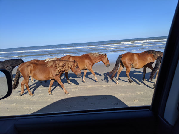 Wild Horses on the Beach in Corolla, North Carolina (Outer Banks).  I was looking for places to photograph the wool, and the horses surprised me!