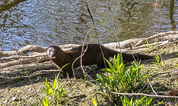 This mink approached within 4 steps but like many other animals, did not perceive my human shape even when staring directly at  my dark pants and WeatherWool Lynx Pattern Jacket and Hat