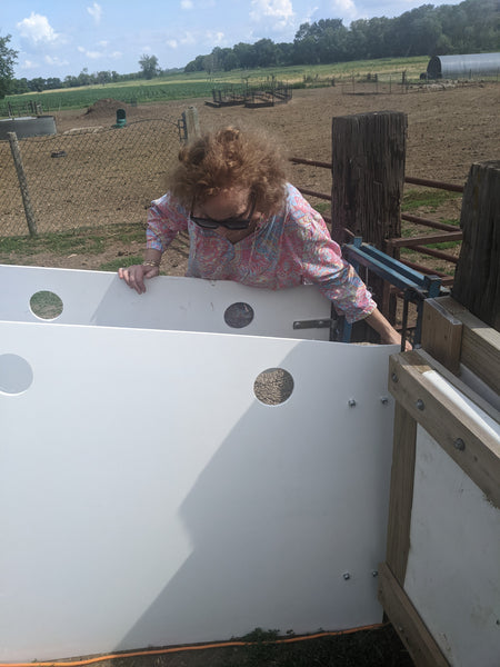 Debby working the chute, urging a lamb to step forward! (Sort of amazing for us, considering our previous work histories.)