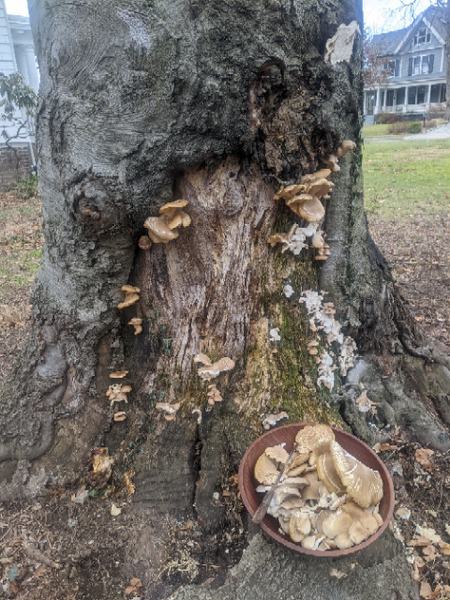 Winter Oyster Mushrooms on the Copper Beach Tree growing next to WeatherWool Headquarters.  January 31, 2023