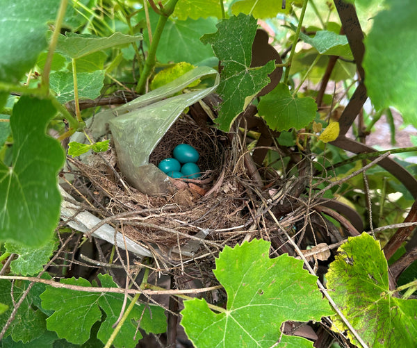 This Robin’s Nest with a plastic roof was built in the grapevines behind WeatherWool Headquarters in New Jersey in Spring of 2023