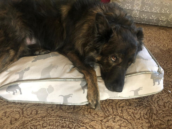 Customer Rod O stuffed a dog bed with WeatherWool Fabric Remnants and his pup loved it!