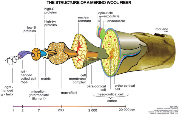 WeatherWool thanks Australia's Commonwealth Scientific and Industrial Research Organisation for this diagram of the structure of a merino wool fiber